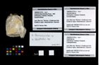 Foto (Objekt + Etikett) von Galatheites sp.  (NHMW-GEO-1990-0041-2724b)